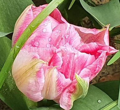 Nana's Garden Collection - BFL/Silk